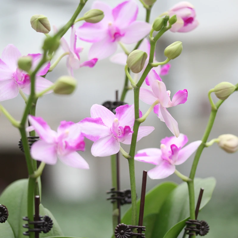 【一物一拍2980】蝴蝶兰高定艺术组盆定制款