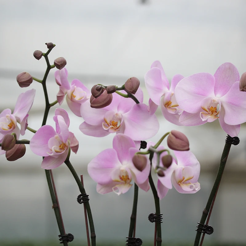 承与霖【一物一拍888】蝴蝶兰粉嫩颜色梦幻之旅高级家居前台摆花