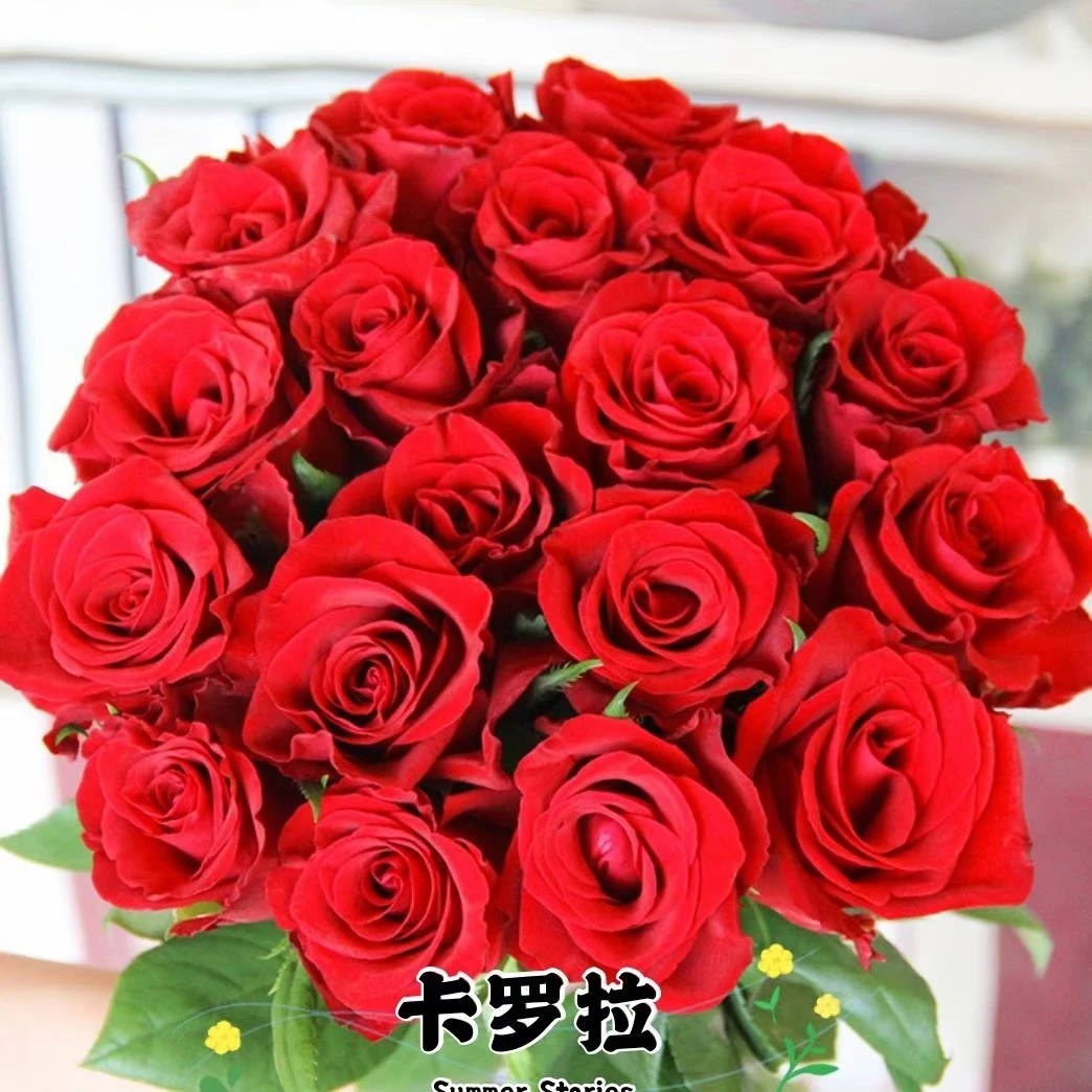 大花盆栽红色玫瑰花苗100颗品种齐全基地直发