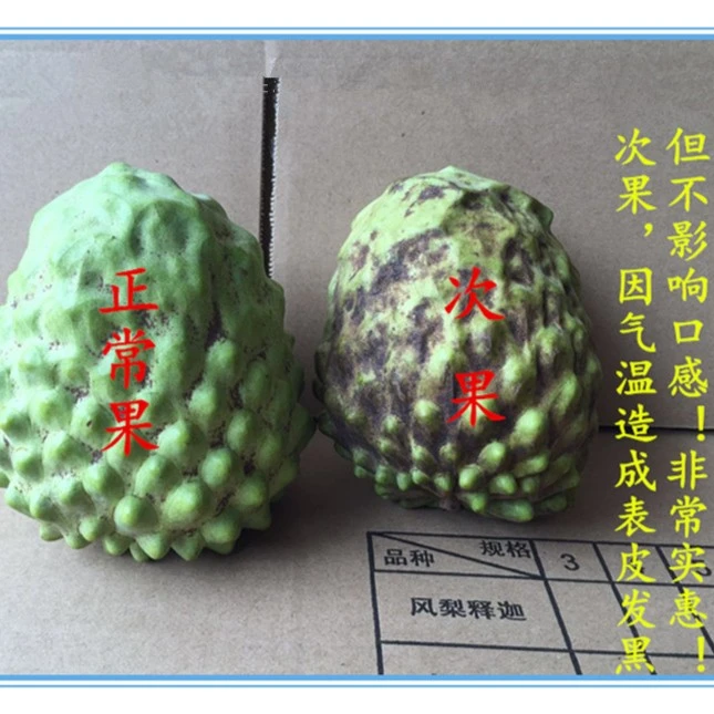 百爱种植牛奶凤梨释迦大果顺丰坏果包赔水果释迦冰淇淋次果