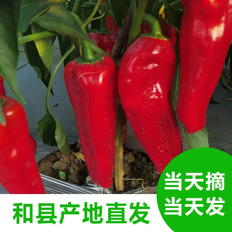 【现摘现发】安徽农家红辣椒牛角椒1斤3斤5斤装微辣红辣椒新鲜批发