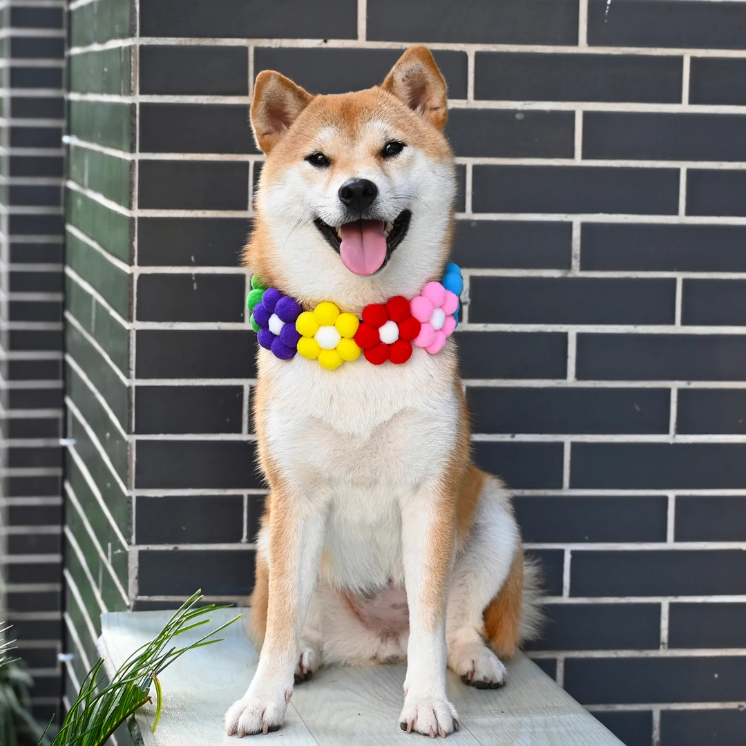 芮柴宠物狗狗猫咪法斗柯基柴犬彩虹色花朵项圈脖圈项链围脖饰品
