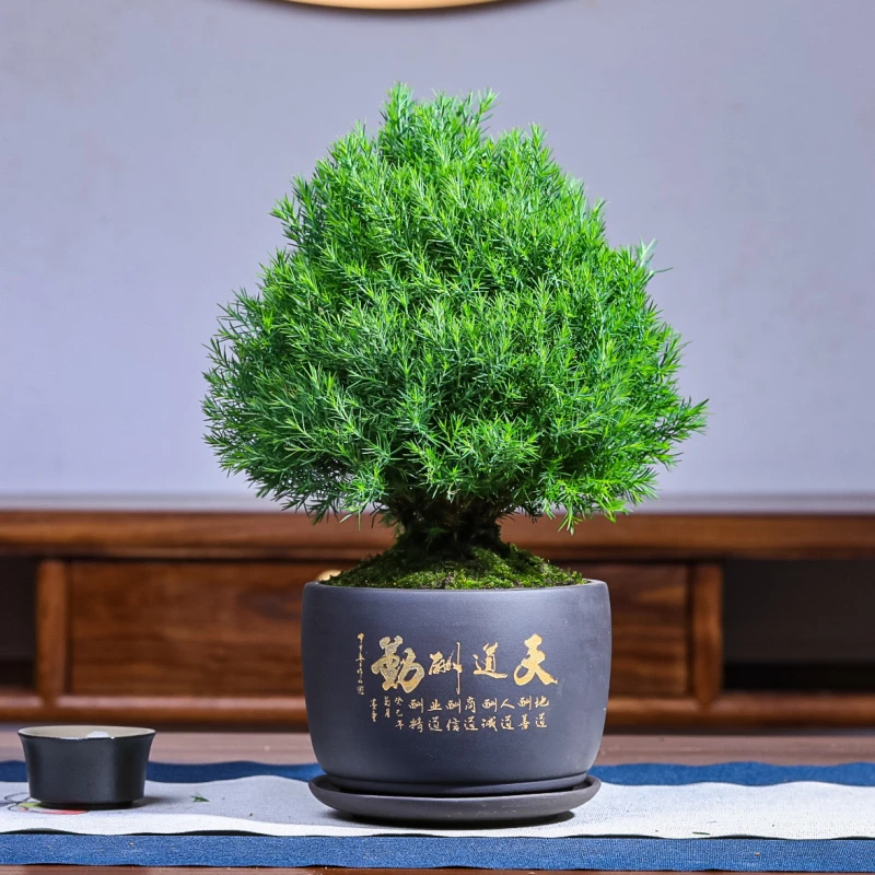 雾松雾凇盆栽盆景绿植花卉窗台阳台室外四季常青微景观喜阳植物