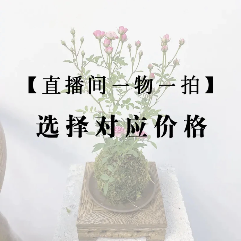 知否黄金枫原盆苔藓球
