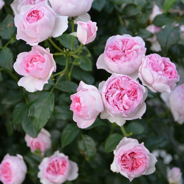 【3棵包邮】我的心 小苗 大花浓香爬藤 直立性强