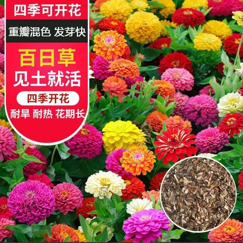 百日草种子四季开花易活室外庭院景观花海百日草籽菊花波斯菊花籽