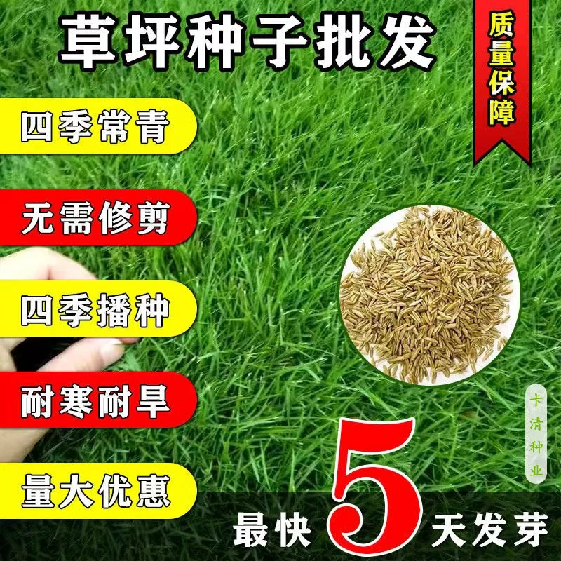 草坪种子护坡绿化种子庭院免修剪地毯草剪股颖狗牙根四季常青草籽