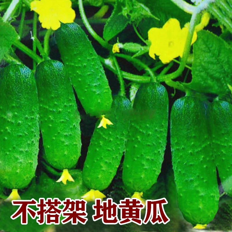 春季满地爬黄瓜种子不搭架水果黄瓜籽四季简单蔬菜