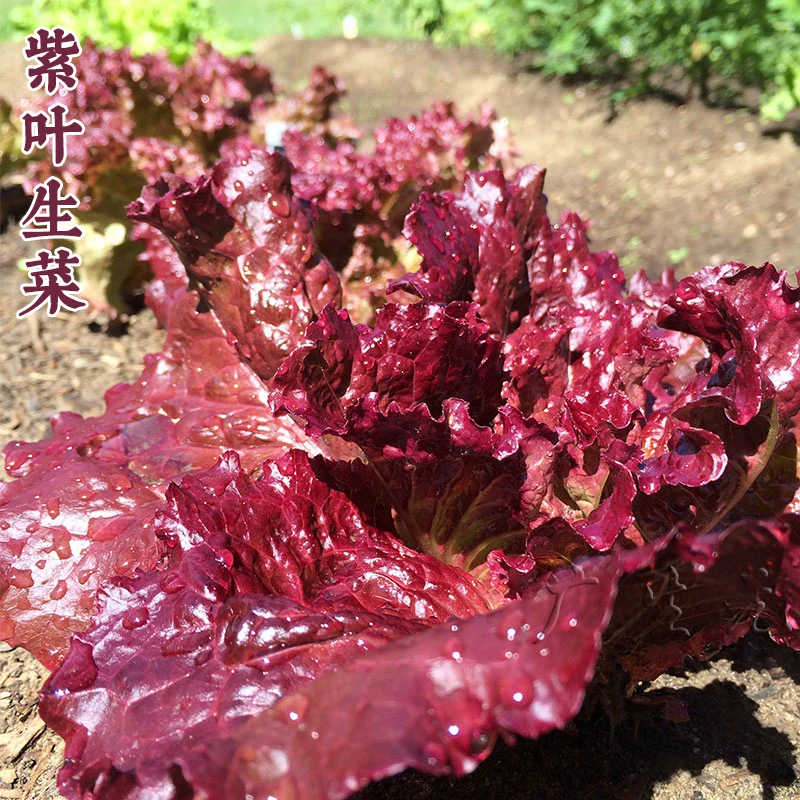 紫叶生菜种子四季播特色高产耐寒耐热家庭简单播种