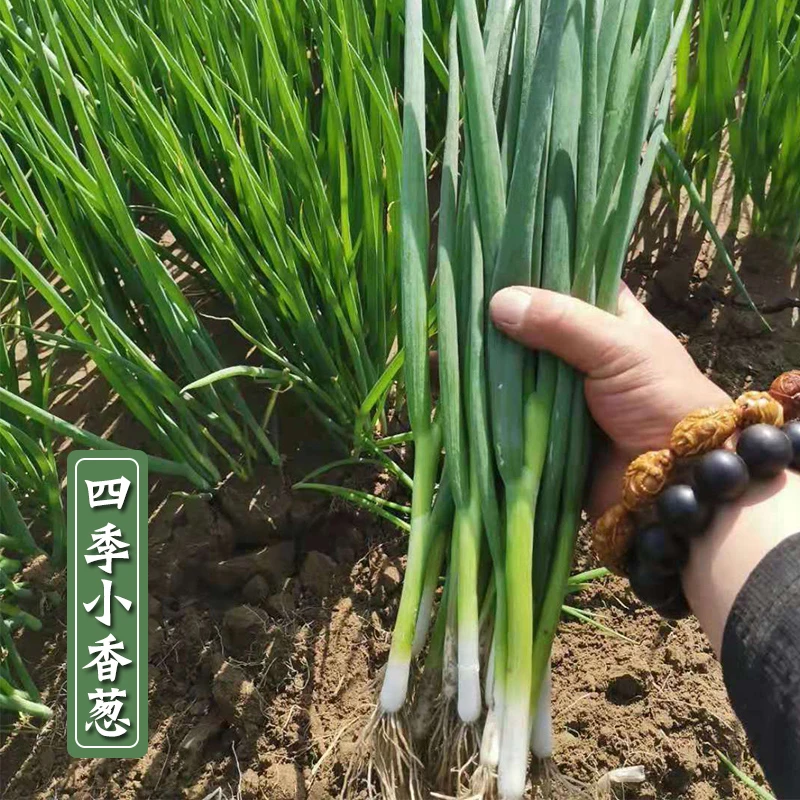 四季耐旱耐热耐寒家庭简单蔬菜山东小香葱种子
