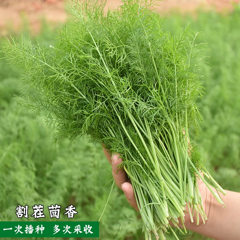 四季蔬菜播种简单耐寒割茬小茴香种子播种回香籽