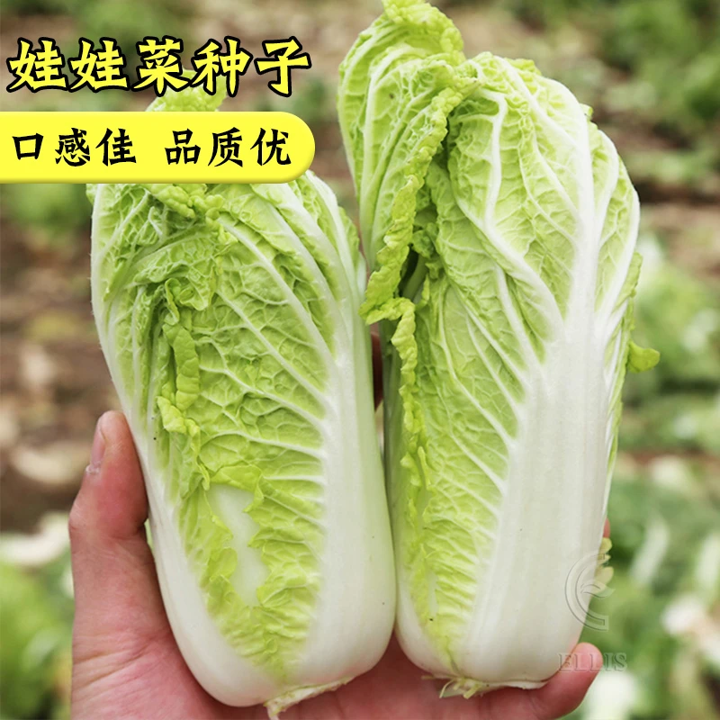 黄心巨划算实拍甩卖新款好评如潮娃娃菜种子小白菜宝宝菜籽