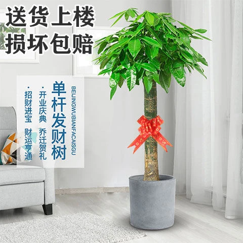 发财树盆栽开业乔迁大客厅办公室观叶绿植净化空气吸甲醛四季常青