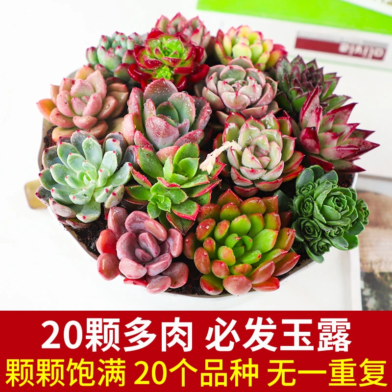 多肉植物小苗组合套餐桃蛋红宝石新手阳台庭院办公漂亮可爱多肉