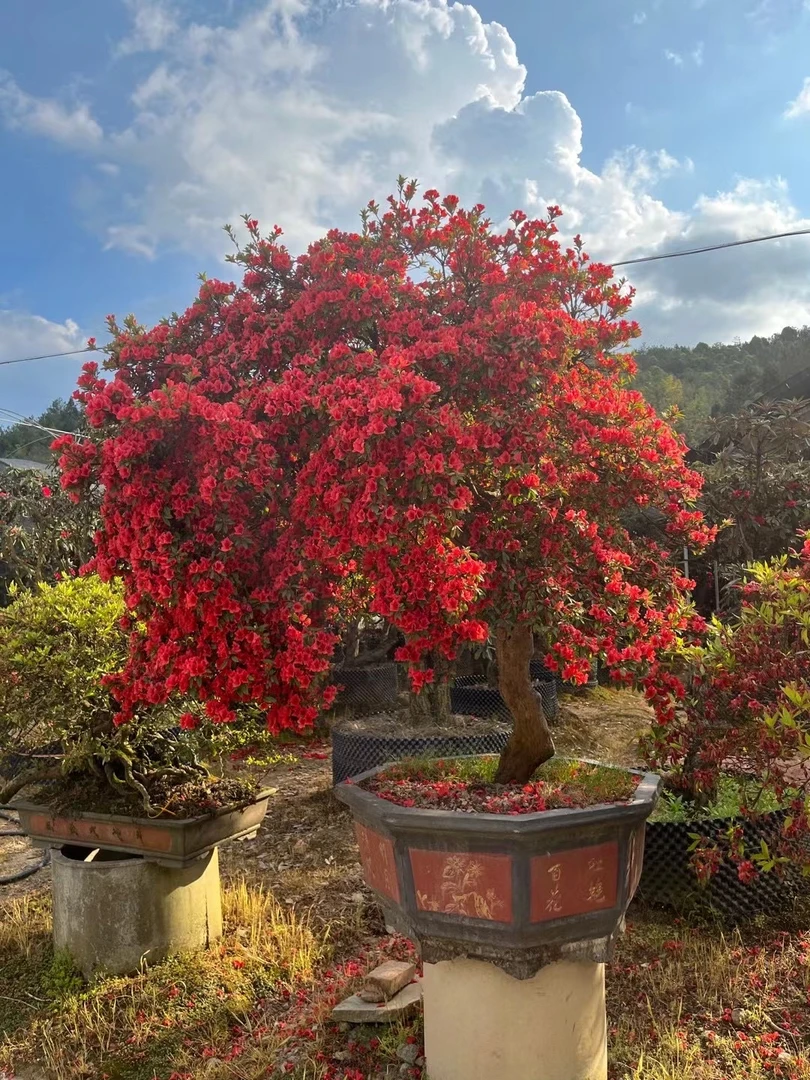 映山红原生盆景老桩提根熟桩福建龙岩别墅花园花卉苗木种植精品桩