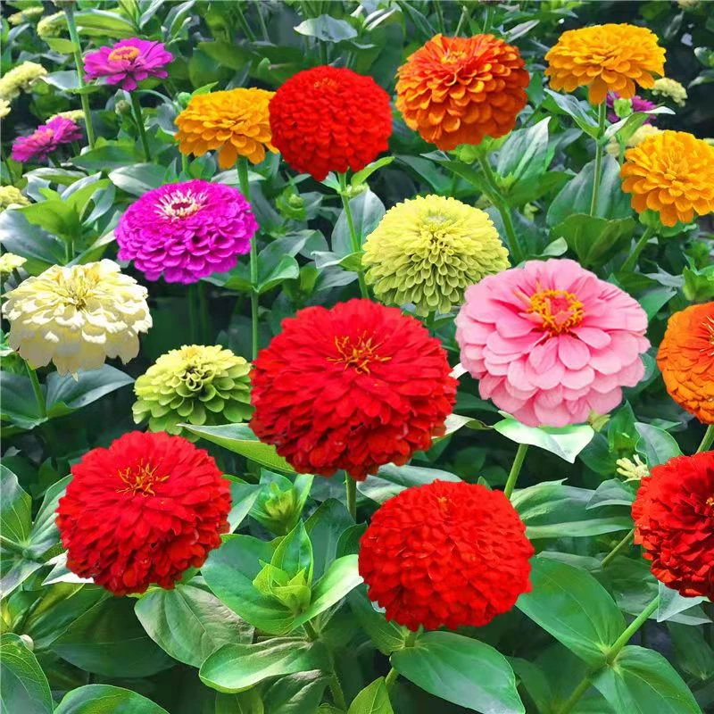 百日草花种子重瓣百日草种籽庭院花园易种室外四季开花美丽乡村