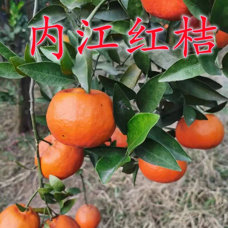 四川省川红橘古树红桔陈老师推荐8斤大红袍陈皮原料川陈皮