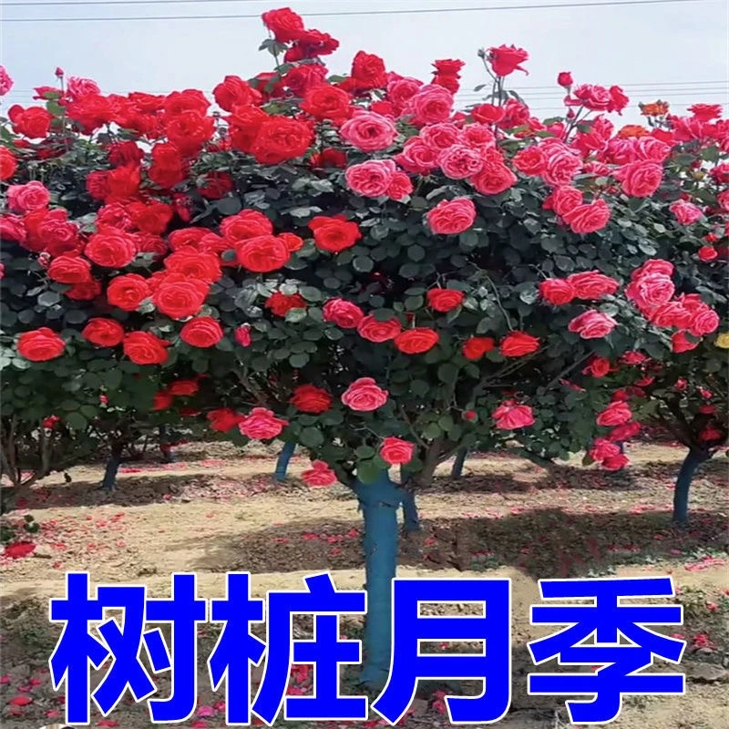 棒棒糖树桩月季大花浓香型