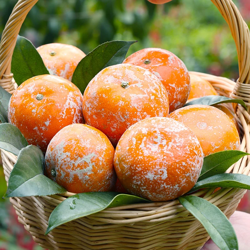 广西武鸣茂谷柑9斤新鲜大果石灰脏脏柑橘当季水果橘子10整箱包邮