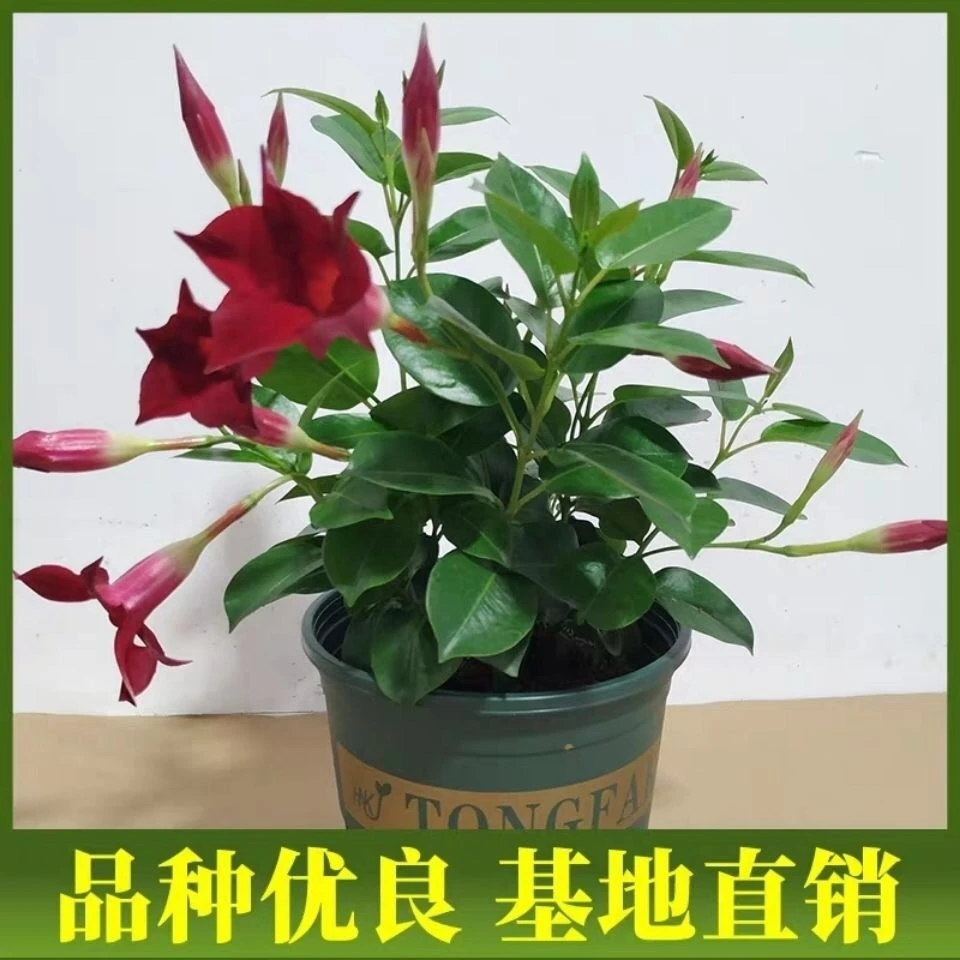 飘香藤双喜藤盆栽室内绿植盆景四季开花庭院阳台花卉带苞原土发货