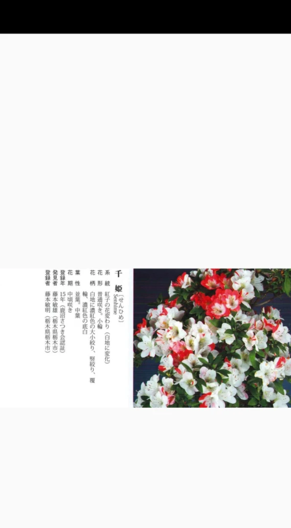 皋月杜鹃花夏鹃-基地直播一物一拍