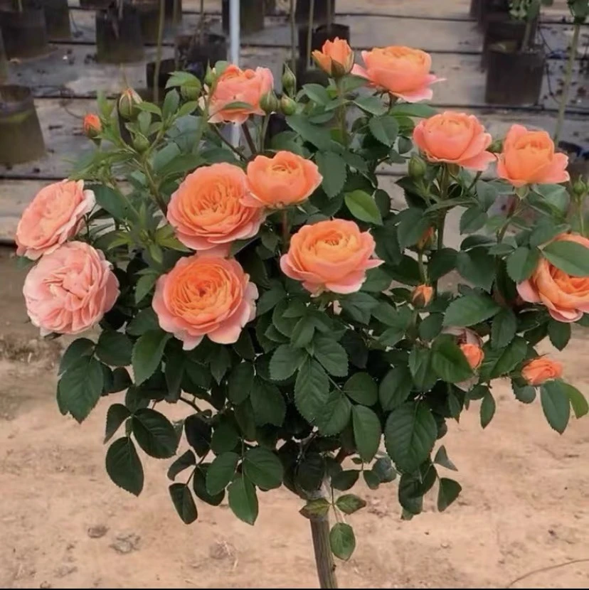 橙色果汁阳台棒棒糖月季带花苞