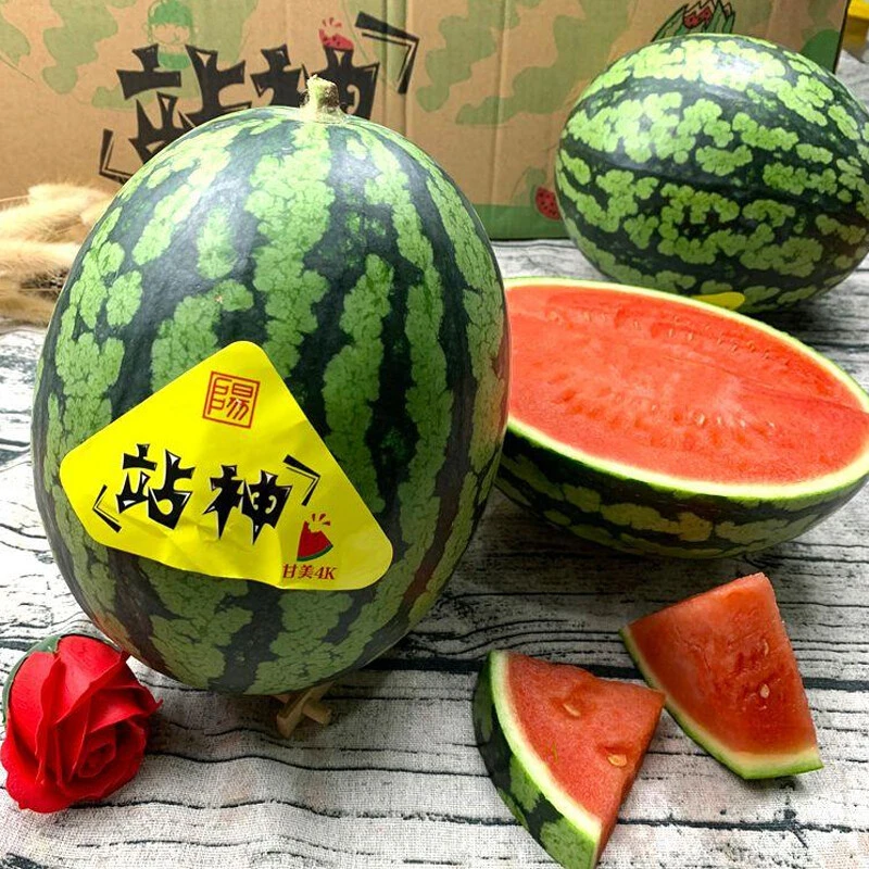 【奢侈-站神西瓜】有嚼劲的站神4K西瓜当季6-7斤带防伪标【全国顺丰】