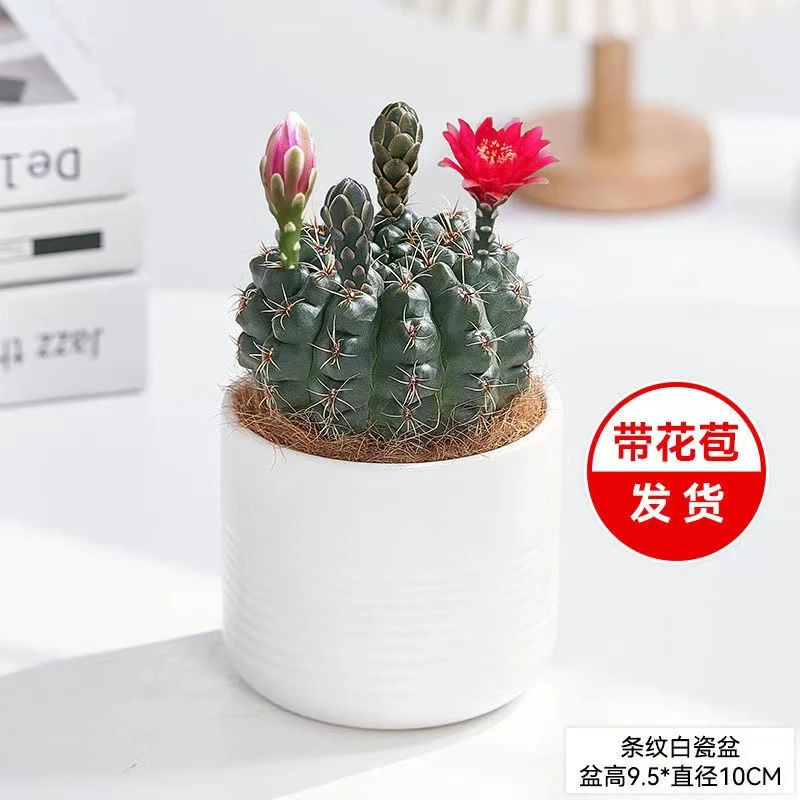 仙人球绯花玉开花仙人掌类植物桌面防辐射花卉不带花苞花色随机