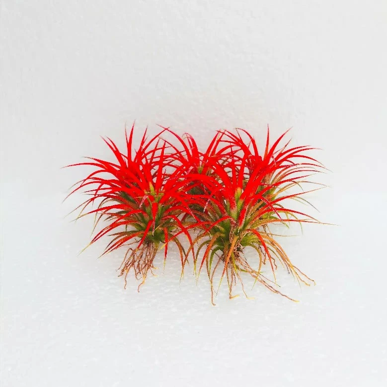 空气凤梨无土植物特价包邮红精灵绿植盆景室内空气水养草积水凤梨