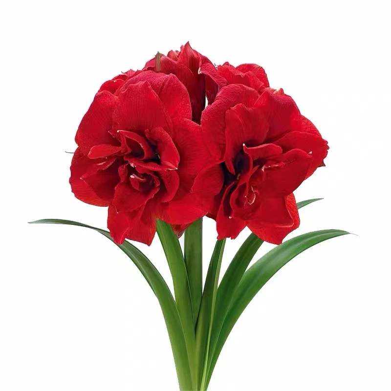 ~樱桃妮芙~荷兰进口品种复壮球