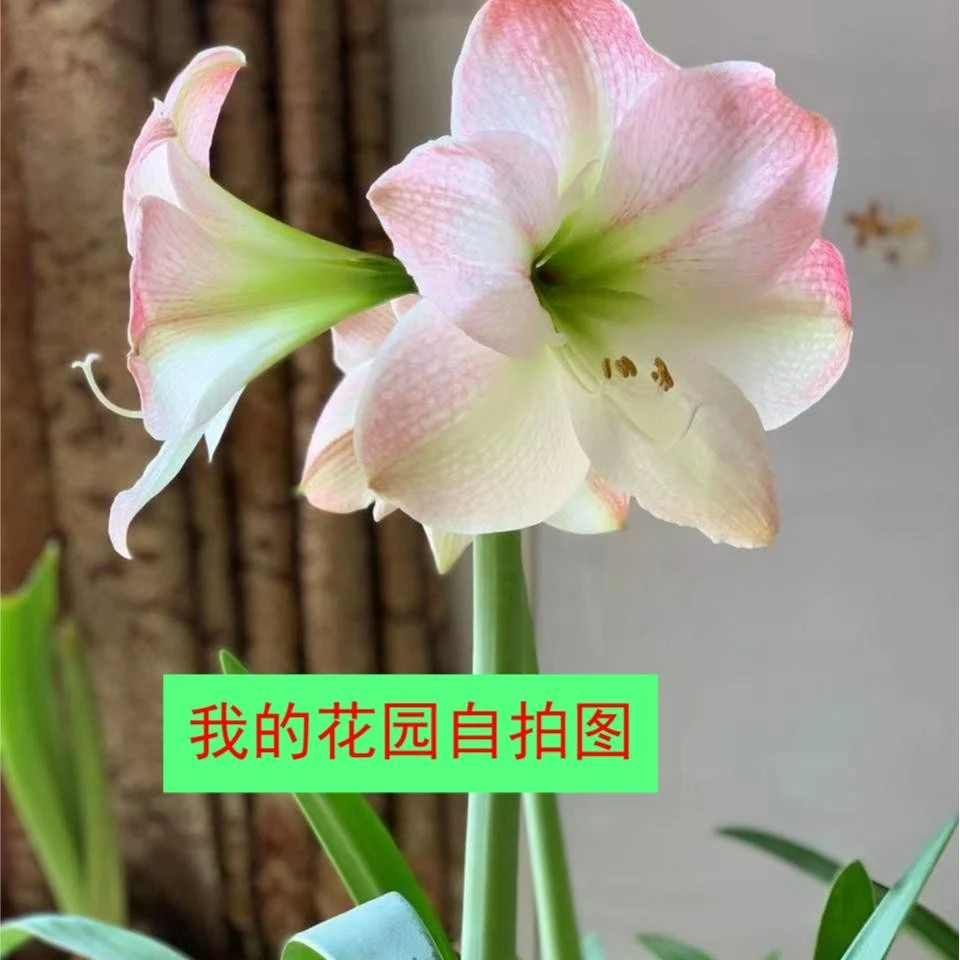 ~苹果花~荷兰进口品种复壮开花规格大球