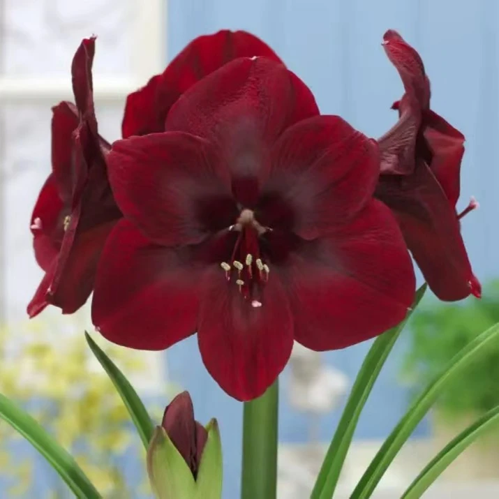 ~首映~荷兰进口品种朱顶红（深红色大花）