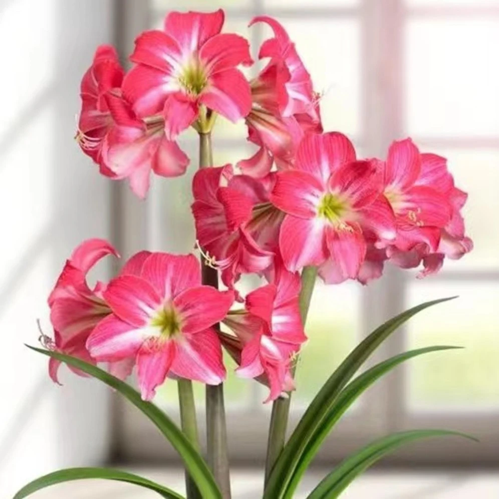 ~霓虹灯~荷兰进口品种朱顶红