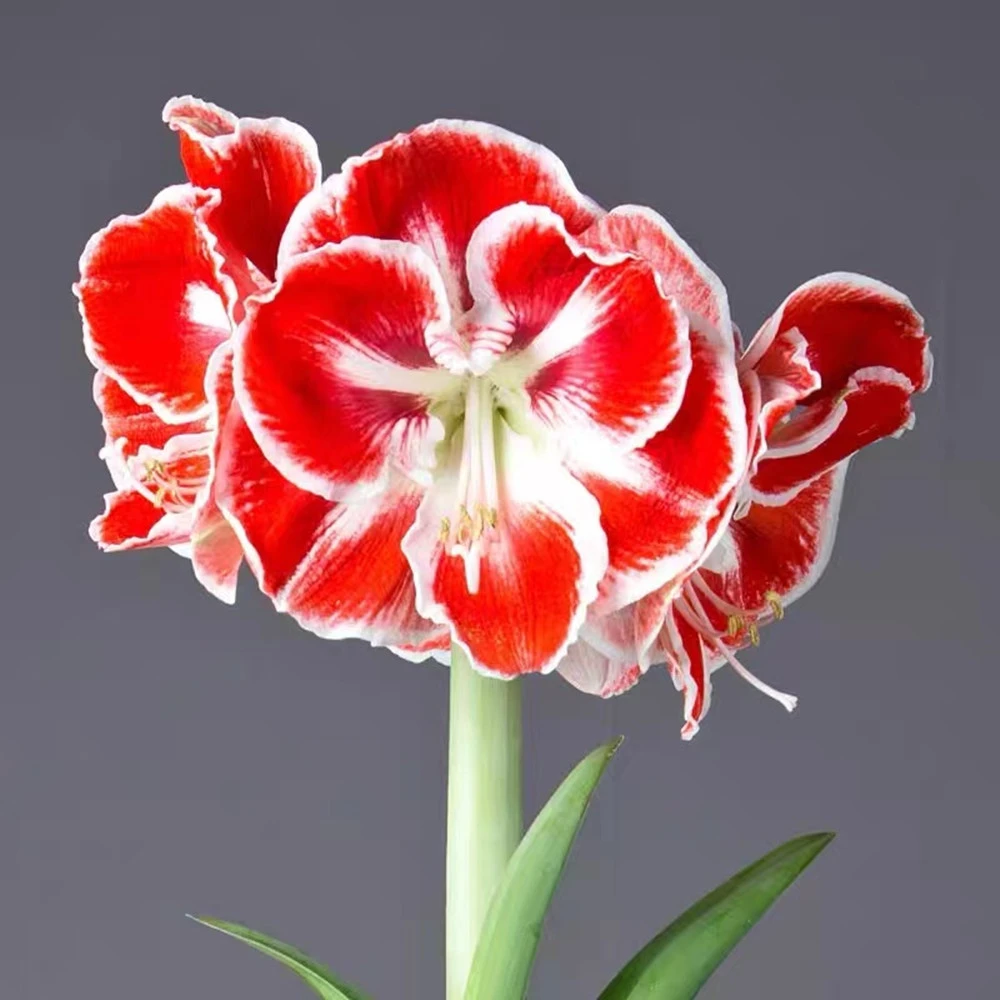 ~序曲~荷兰进口品种朱顶红