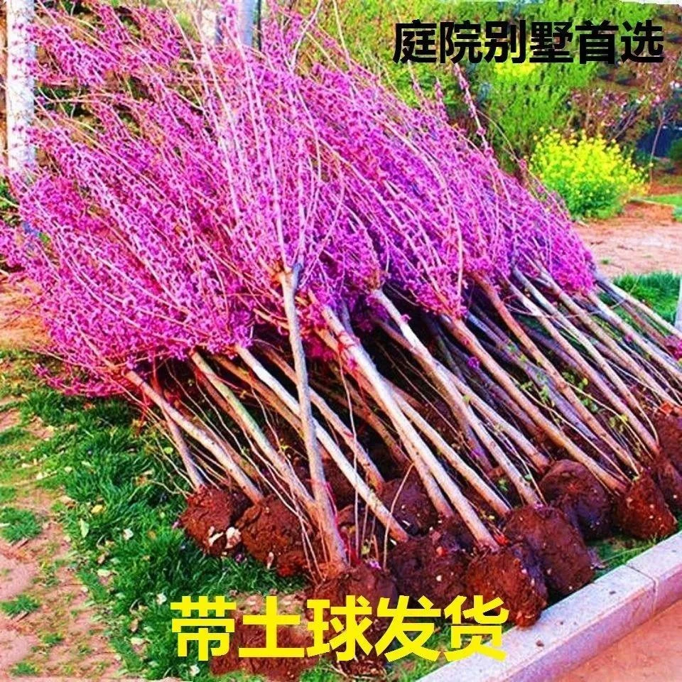 紫荆花树苗花苗紫荆树苗名贵庭院绿化植物盆栽地栽