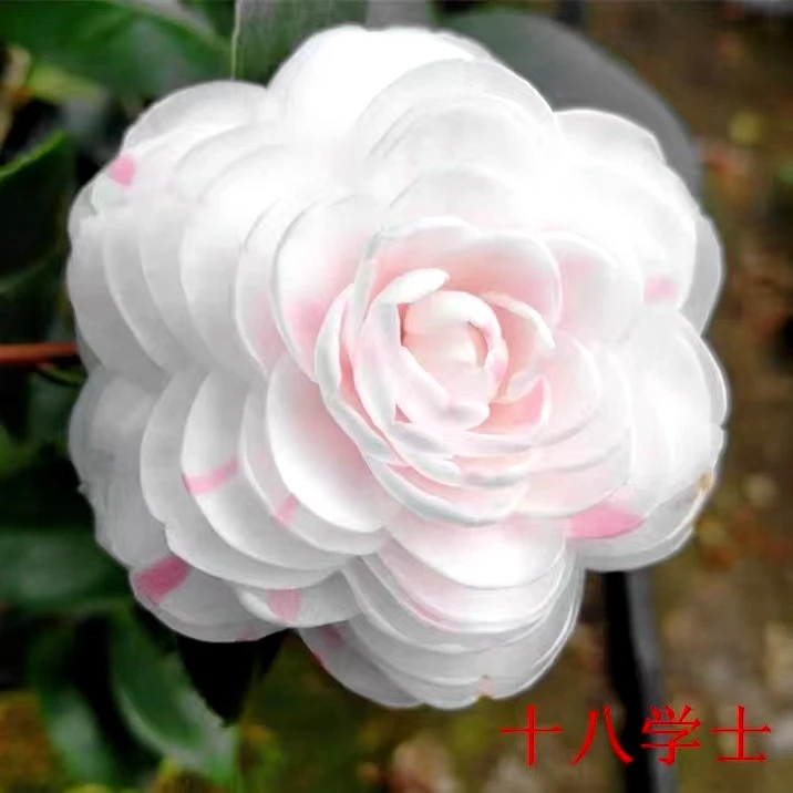 正宗十八学士茶花盆栽花卉阳台室内客厅四季绿植苗庭院植物带花苞