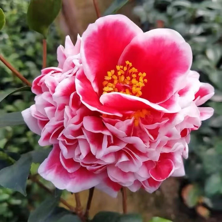 名贵山茶龙火珠茶花盆栽带花苞树苗室内四季常青花卉绿植阳台特惠