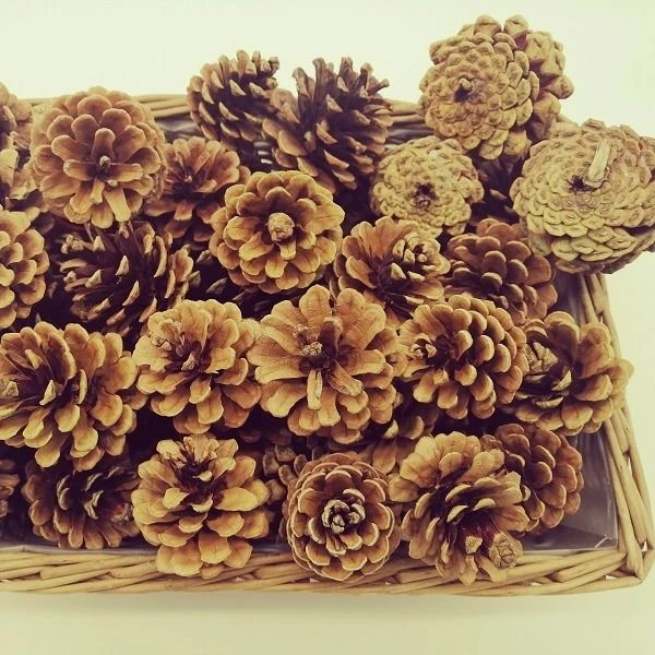 松果干花花束 道具干花松果 松果装饰花束干花装饰家居