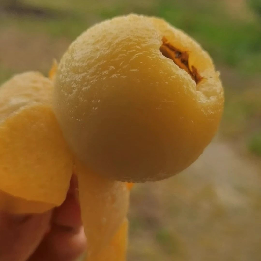 苏州东山白玉枇杷96颗经济实惠果礼盒装顺丰包邮