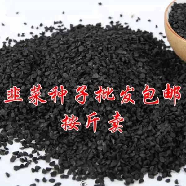 紫根韭菜种子瓜果一斤半斤克韭菜籽韭菜种子瓜果盆栽庭院蔬菜种子