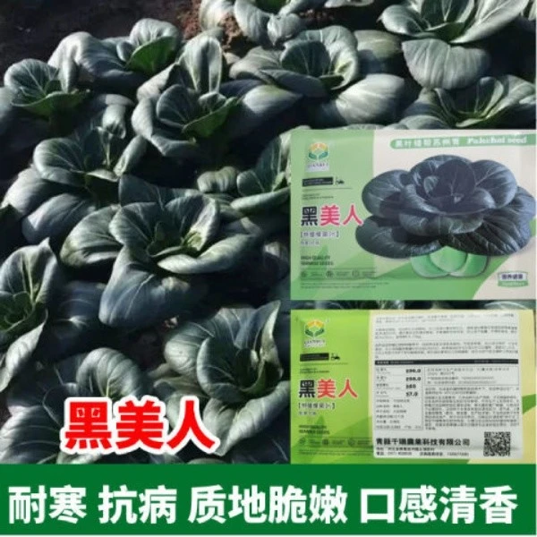 黑美人黑叶矮帮苏州青种子黑大头抗寒肉厚抗病青梗菜小青菜种籽