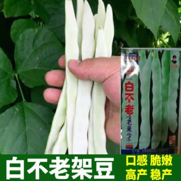 白不老 老来少架芸豆种子白豆角籽豆架豆种高产春秋播四季菜种子