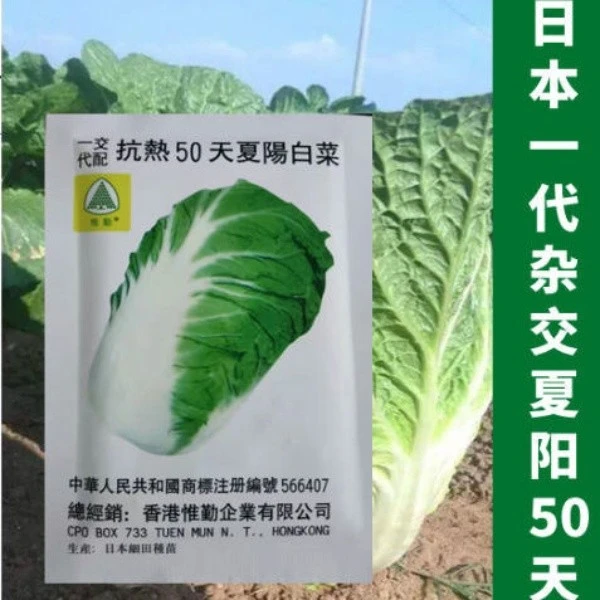 日本进口夏阳50天白菜夏绿50天包心耐热白菜种子抗热抗湿抗病10克