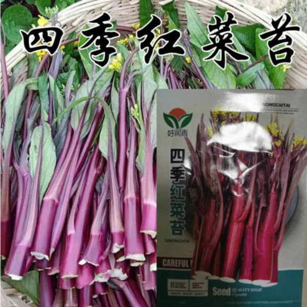 红菜苔种籽 红菜心紫菜薹红油菜芯籽紫菘四季易种高产蔬菜种子