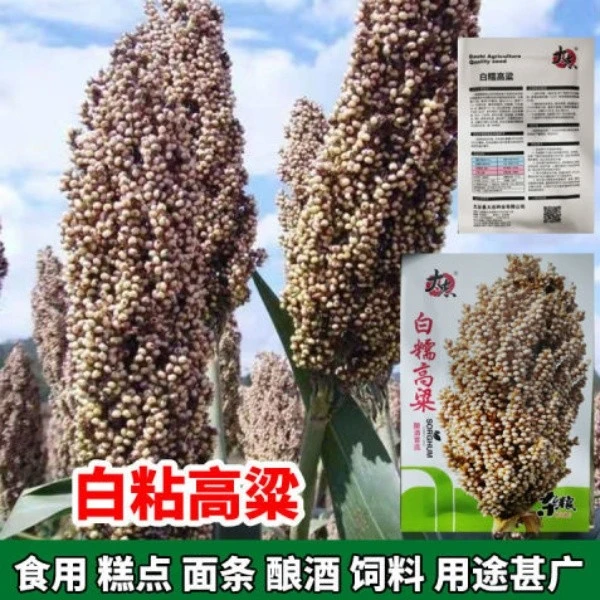 白粘高粱种子糯高粱种子高粱种籽粘糯抗旱高产酿酒高粱籽四季播