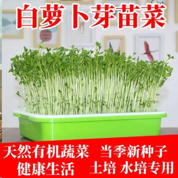 白萝卜芽苗菜种子无土栽培萝卜籽水培蔬菜种子四季阳台专用菜种子