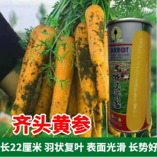 齐头黄参萝卜种子水果奶油黄胡萝卜种籽高产抗病脆甜蔬菜种子
