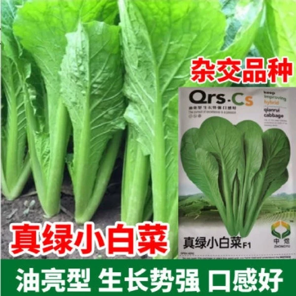 真绿小白菜种子青梗小白菜种子绿梗小白菜青帮小白菜四季播菜种子