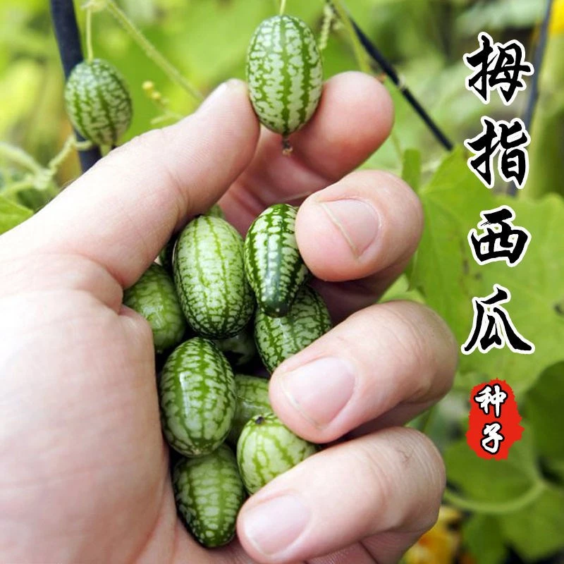 迷你拇指西瓜种子荷兰引进小西瓜种籽四季阳台盆栽水果小西瓜种孑