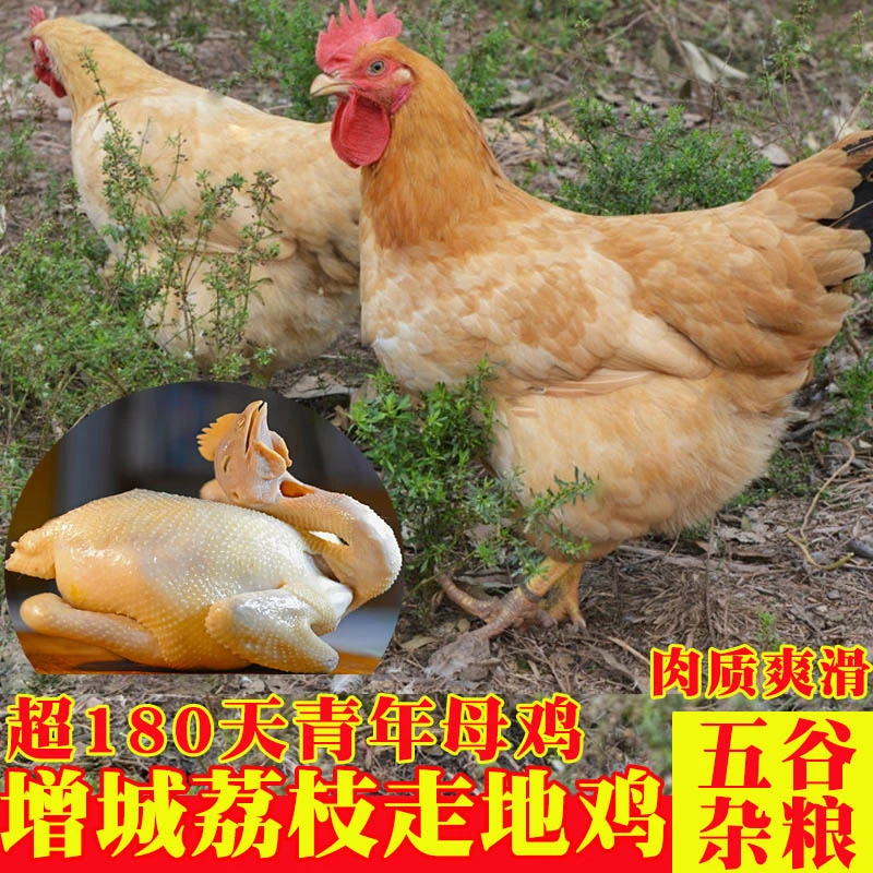 增城荔枝园散养老母鸡 超180天走地土鸡 五谷杂粮喂养 毛重约5斤